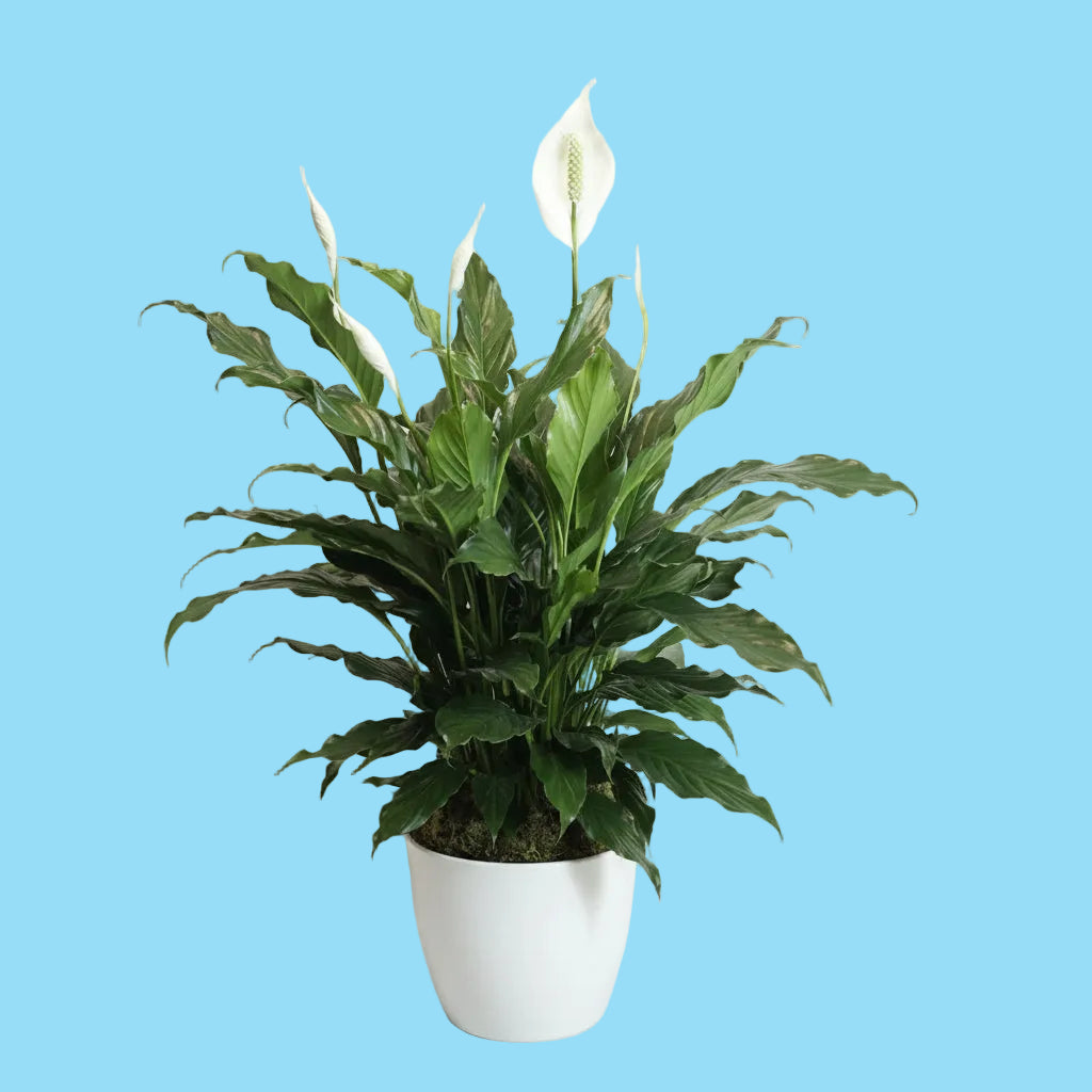 A potted peace lily plant with green leaves and white flowers, sitting in a white woven basket pot against a white studio backdrop.
