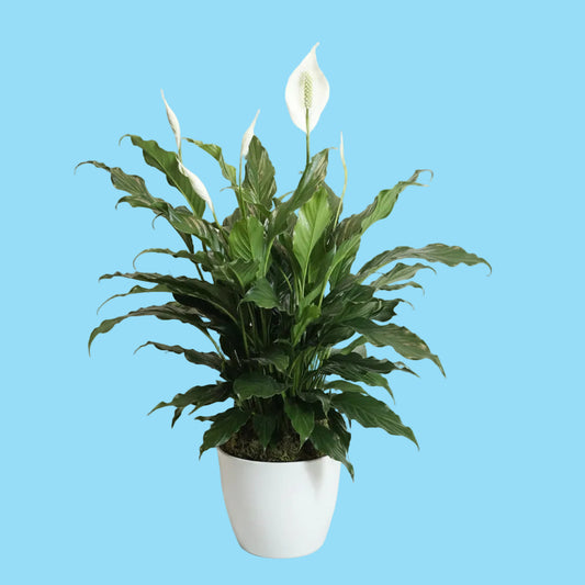 A potted peace lily plant with green leaves and white flowers, sitting in a white woven basket pot against a white studio backdrop.